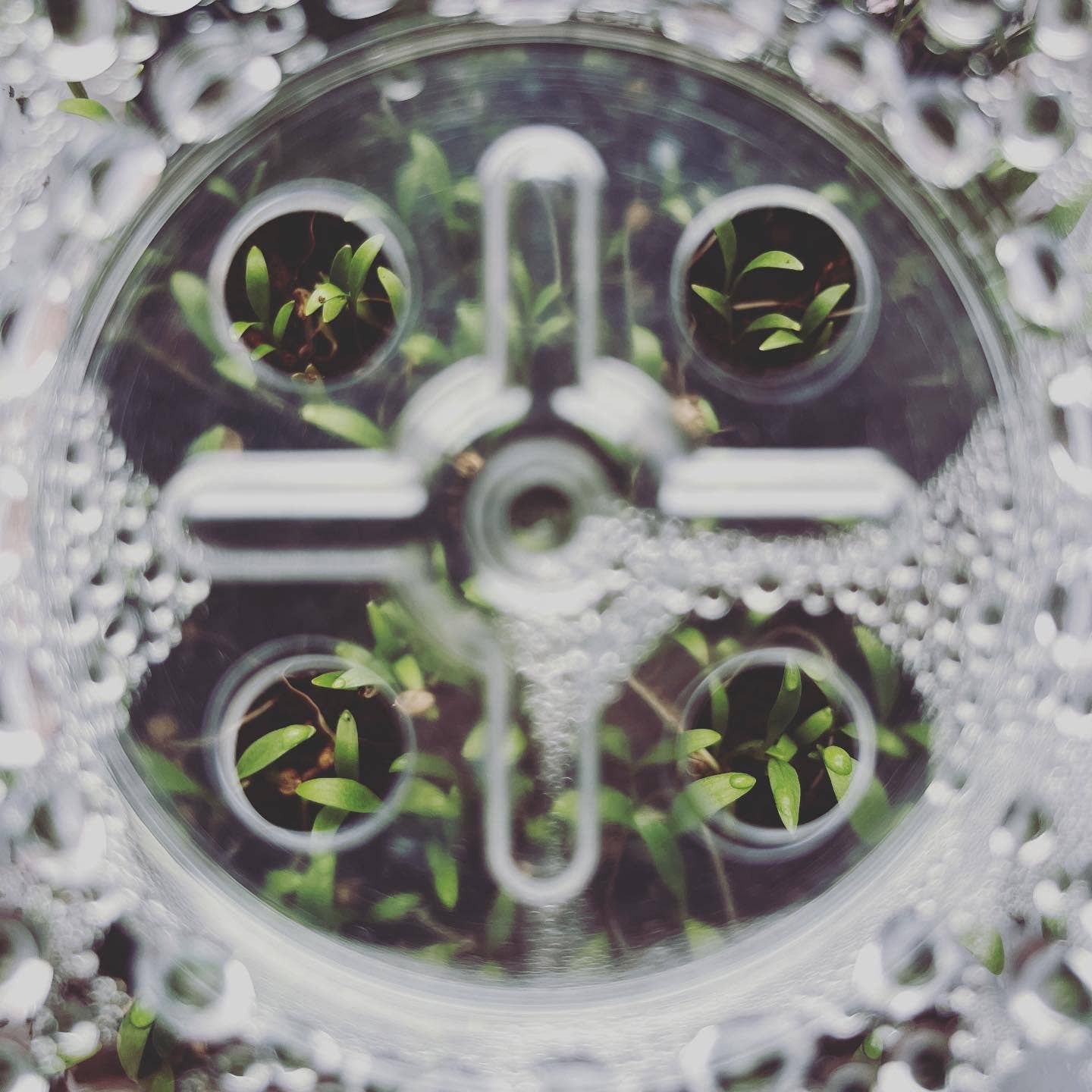 Seattle Seed Co. - Microgreens and Seed-Starting Kit